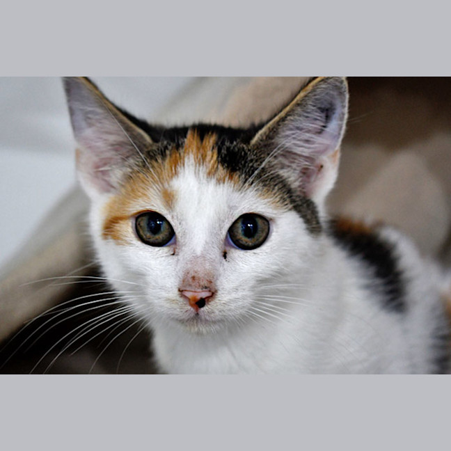 Photo of Gardenia
