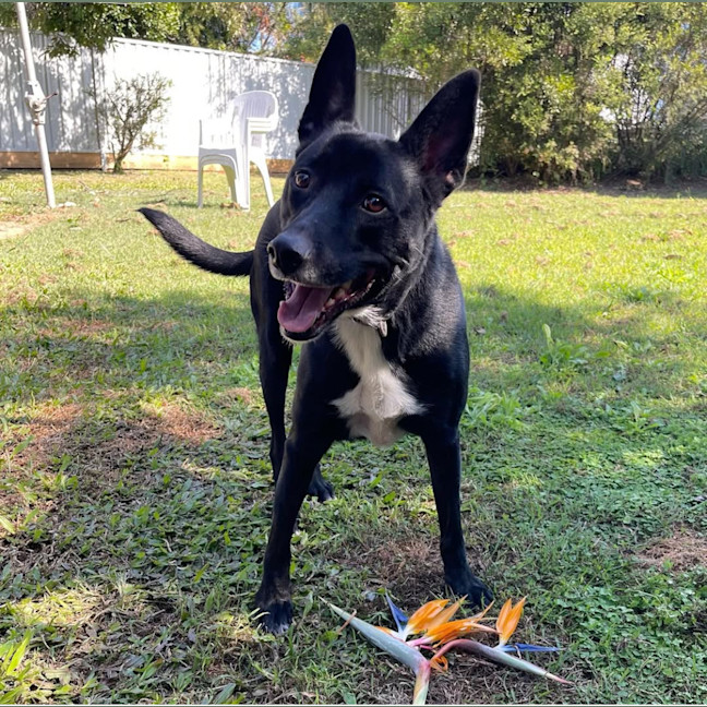 Photo of Koby