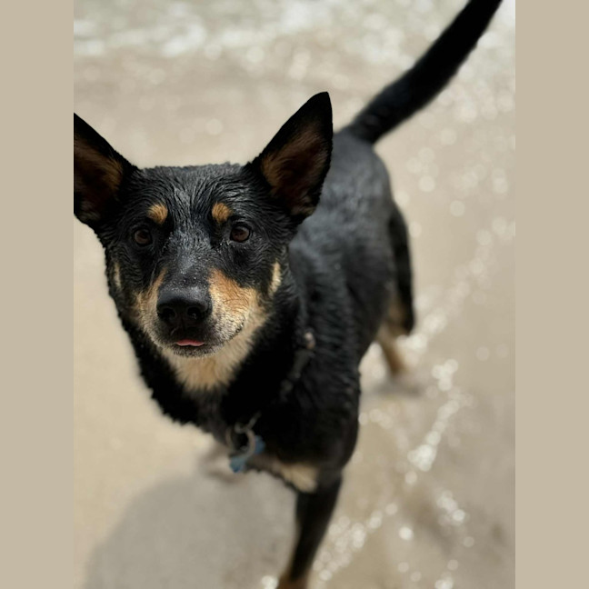 Photo of Leo   3 Year Old Kelpie X Cattle Dog