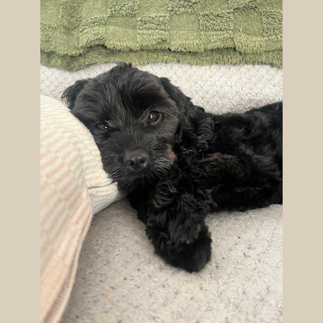 Photo of Chase   10 Month Old Cavoodle