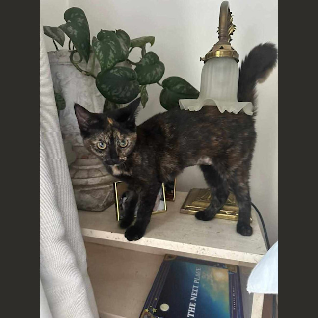 Photo of Peach 