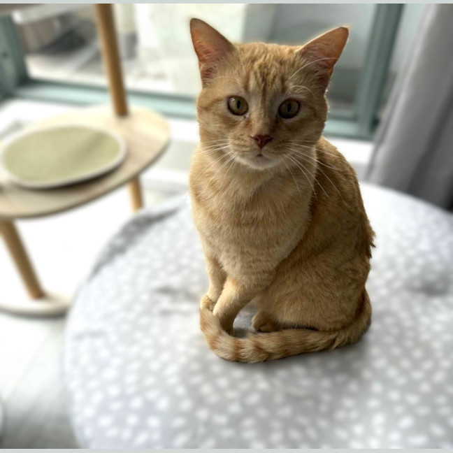 Photo of Sponge Cake