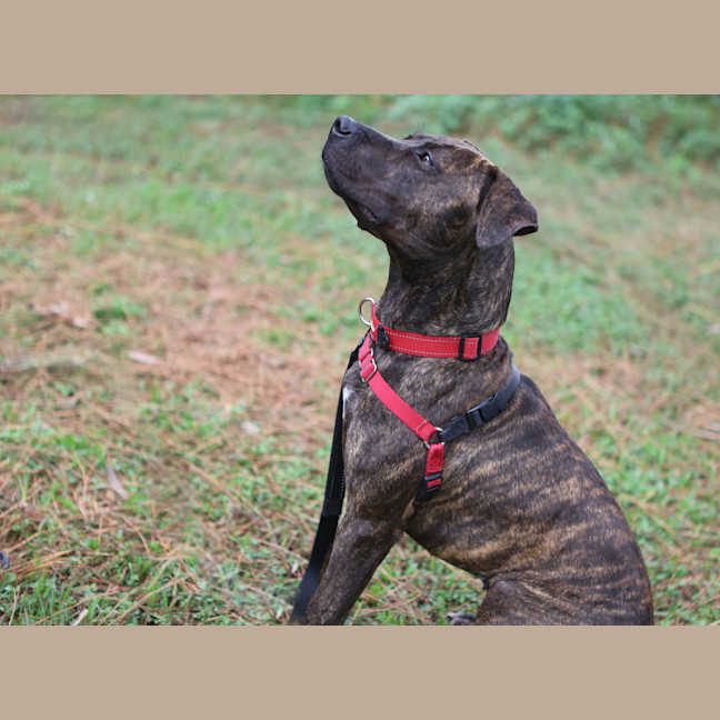 Photo of Roxy