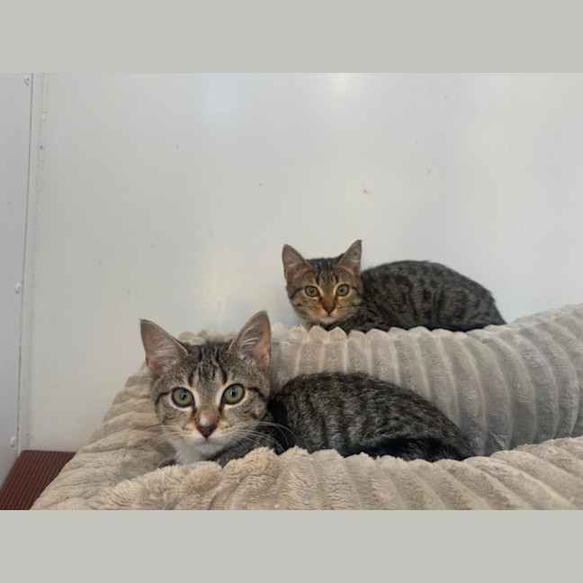 Photo of Poppy & Pepper