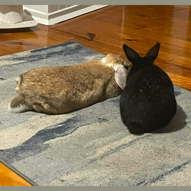 Photo of Bonnie & Poppet