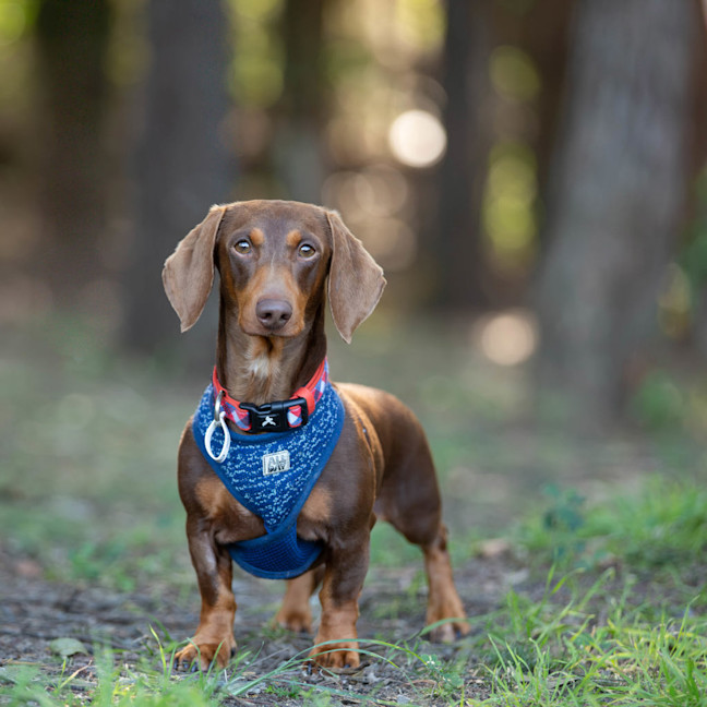 Photo of Frankie