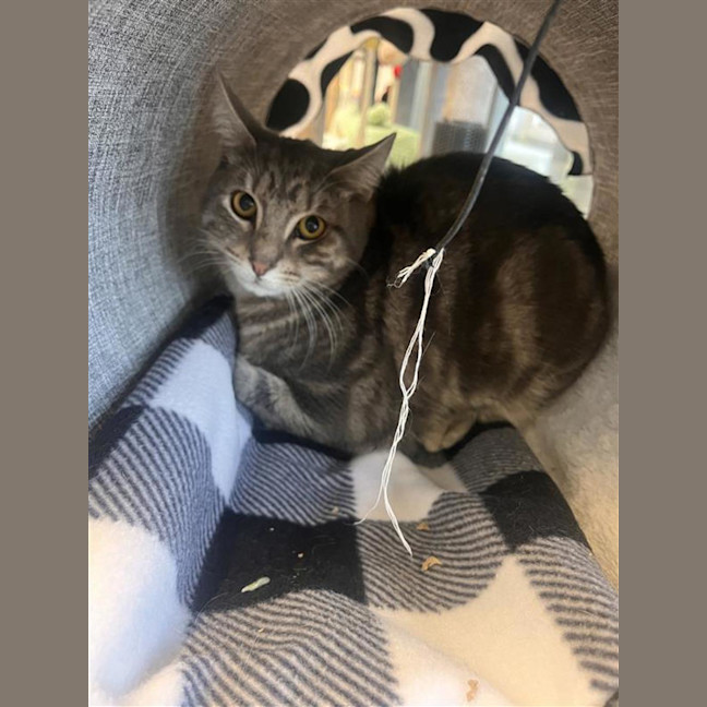 Photo of Comet