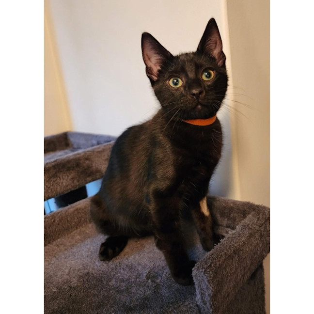 Photo of 13209   Darius