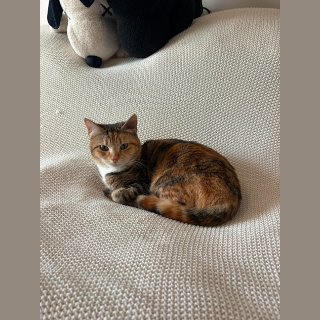 Photo of Juno
