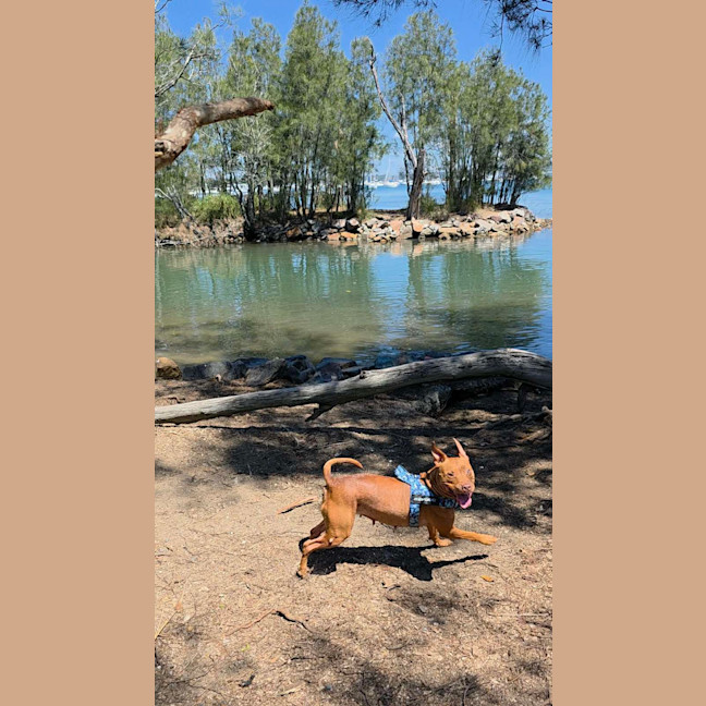 Photo of Shadow   7 Year Old Staffy X