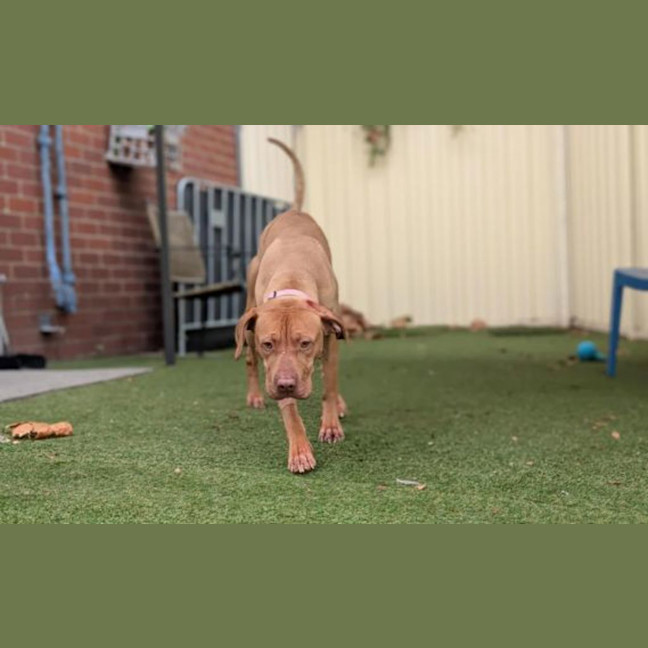 Photo of Draco