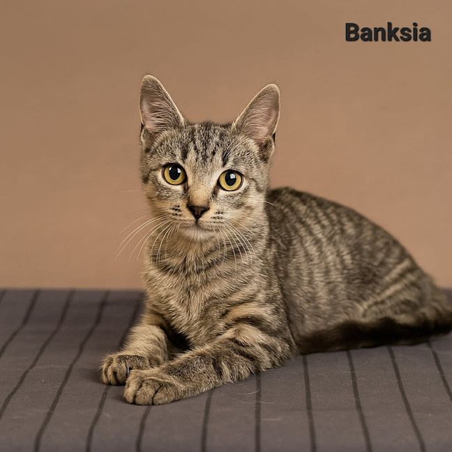 Photo of Banksia