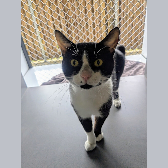 Photo of Sir Meowsalot