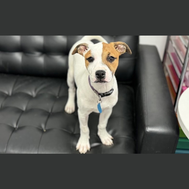Photo of Sadie