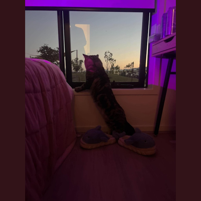 Photo of Benji