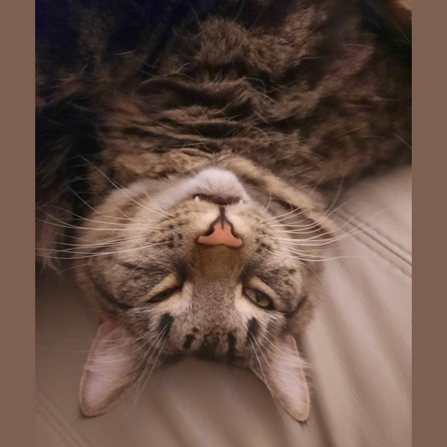 Photo of Tommy