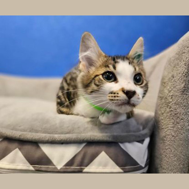 Photo of Winston 