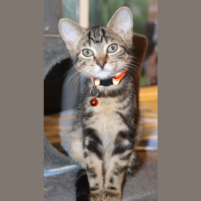 Photo of  Joey   Now At Pet Quarters Belmont 