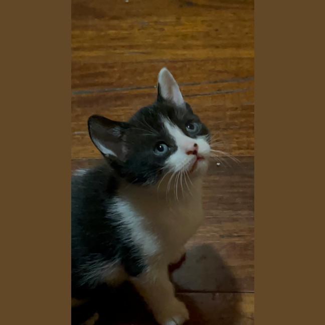 Photo of Mochi