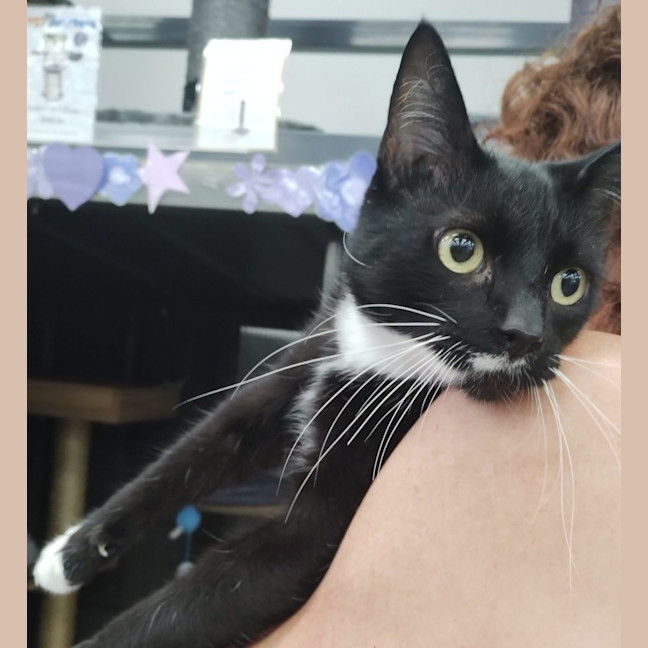 Photo of Chocolate   Now At Pet Quarters Rutherford