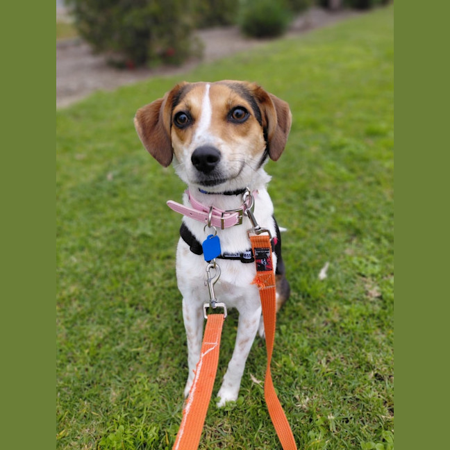 Photo of Lola