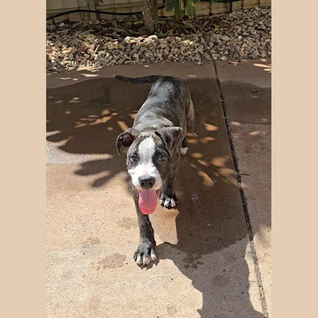 Photo of Rusty