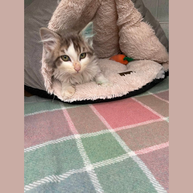 Photo of Mister