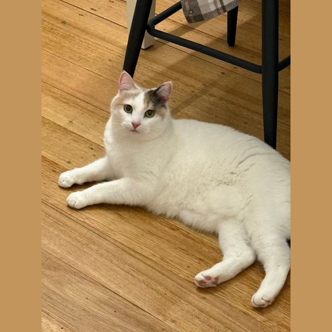 Photo of Your Little Puss?