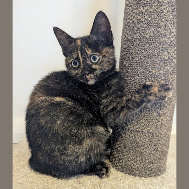 Photo of Nyx