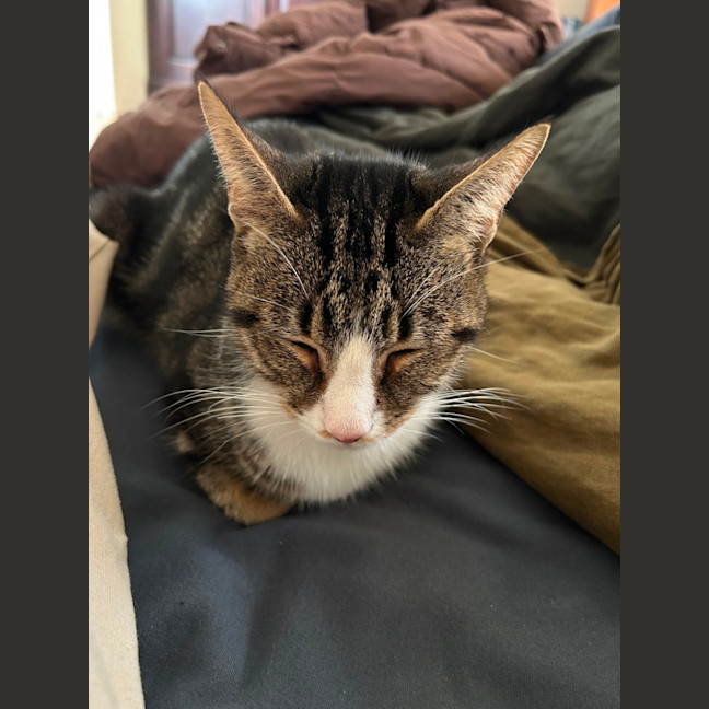 Photo of Winter *9 Lives Project Rescue*