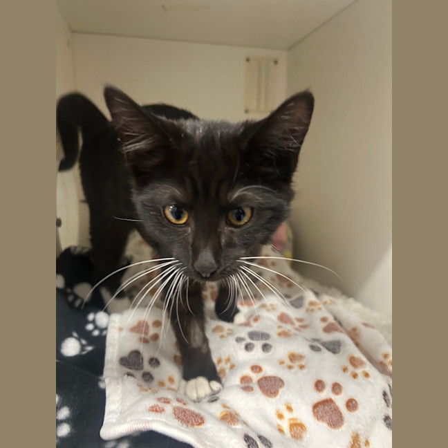 Photo of Lil Whiskers