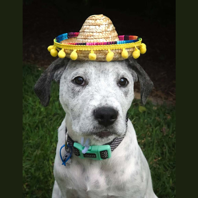 Photo of Burrito