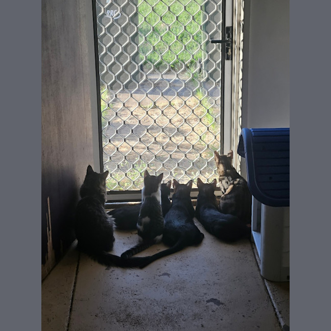 Photo of Purrcival