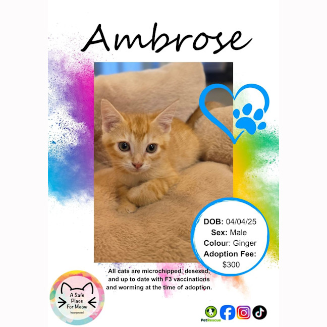Photo of Ambrose