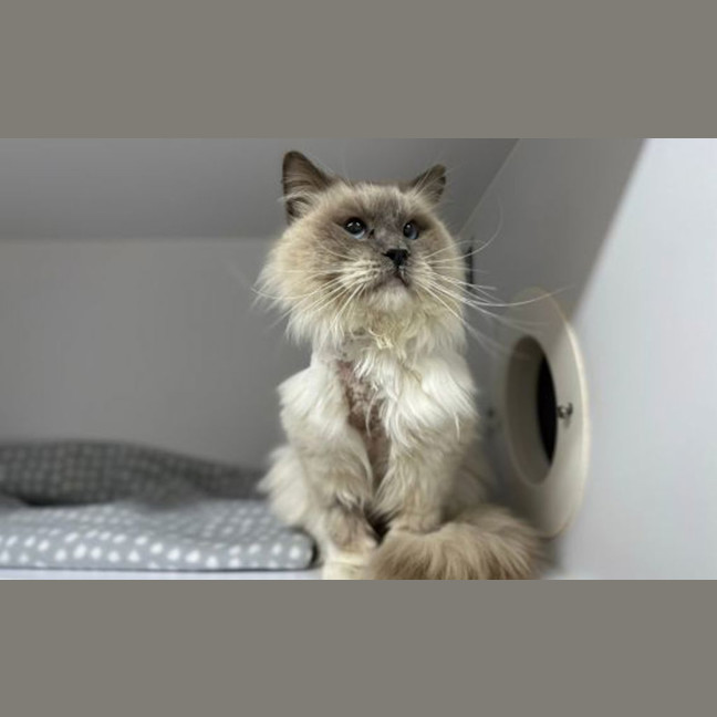Photo of Ghost