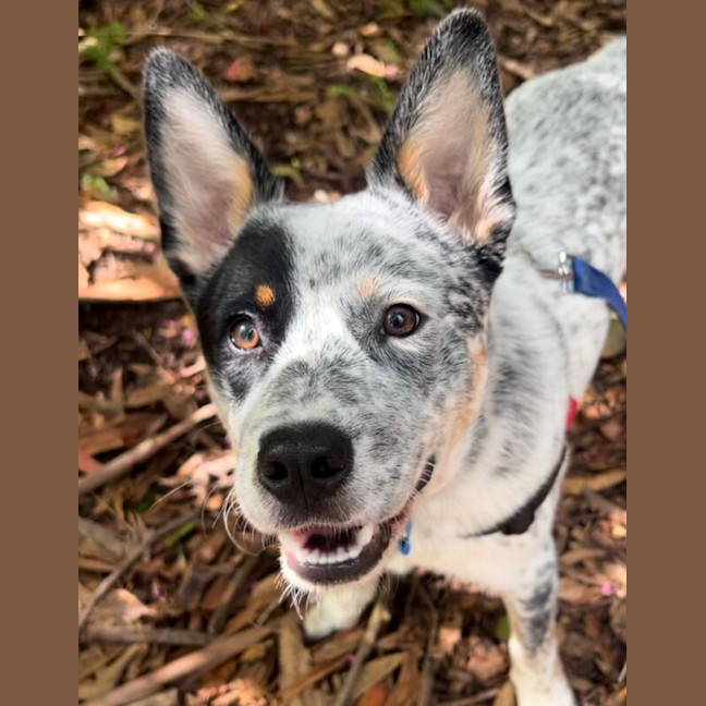 Photo of Angus