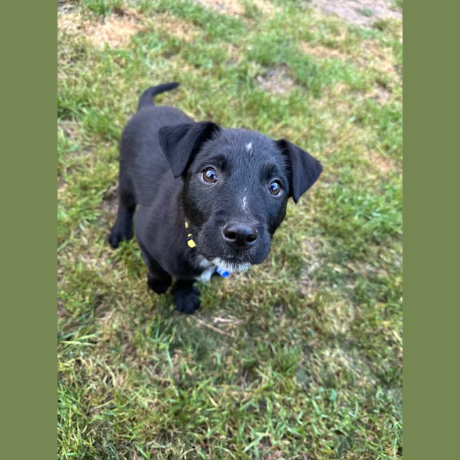 Photo of Leo   8 Week Old Wolfhound X