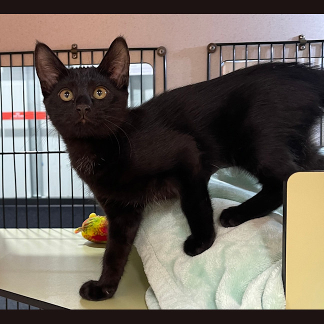 Photo of Toothless