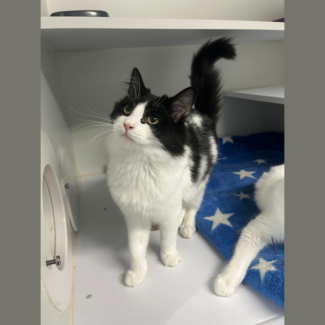 Photo of Shamrock