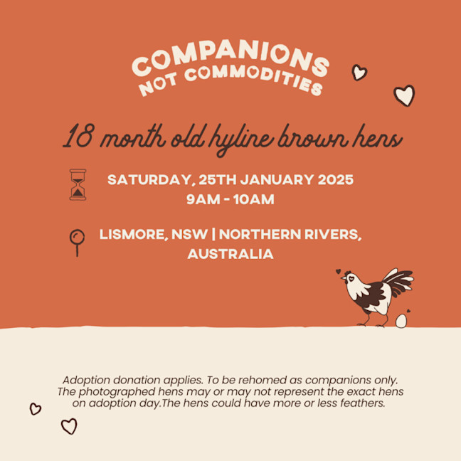 Photo of Hen Rescue  Lismore