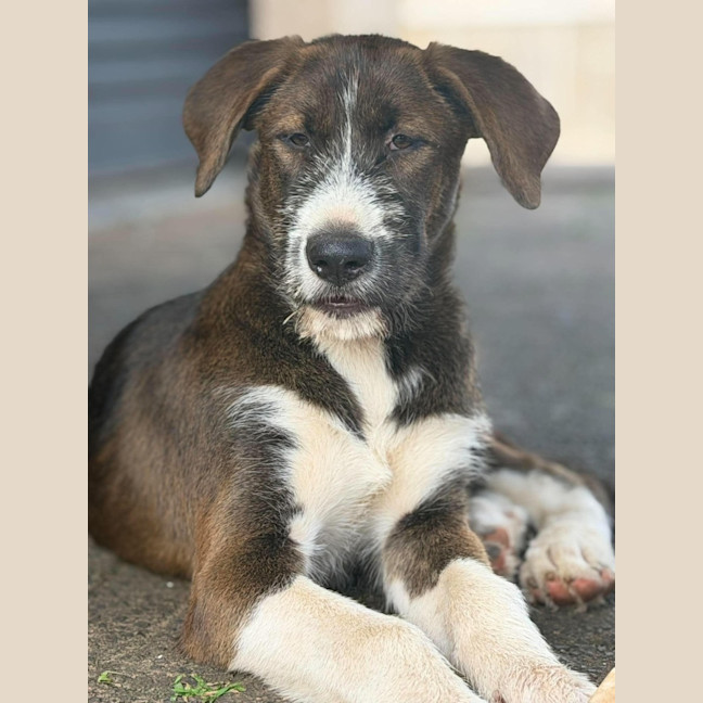 Photo of Odin