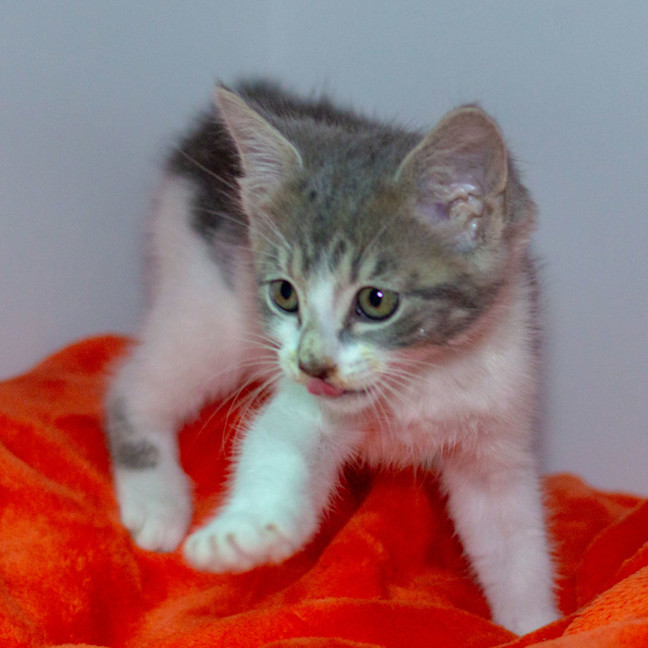 Photo of Muffin