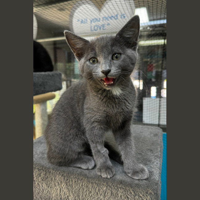 Photo of Daiquiri
