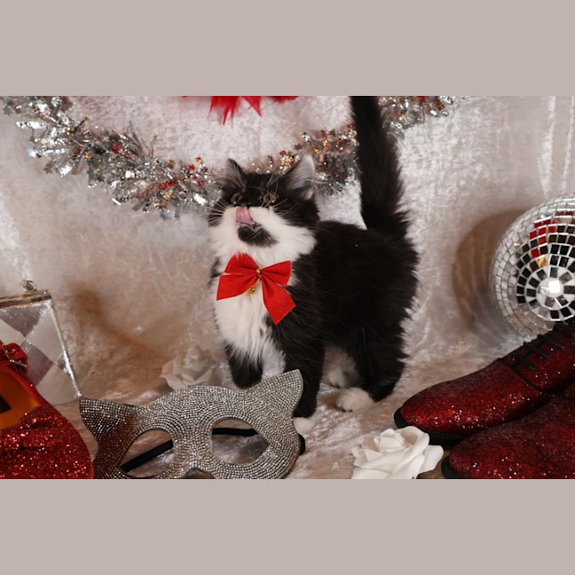 Photo of Jitterbug