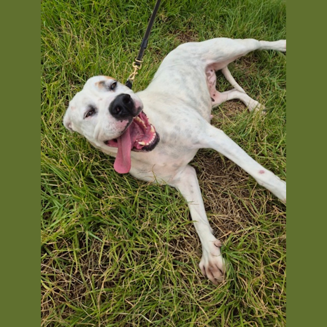 Photo of Holly (68362)