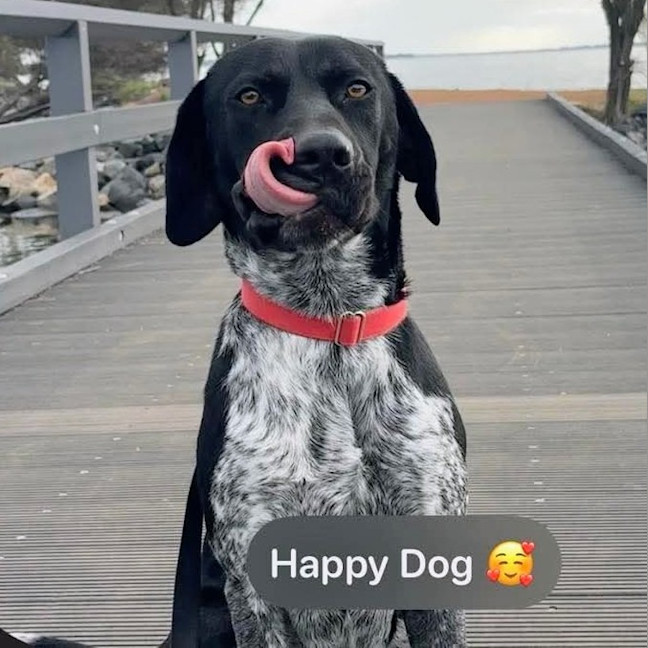 Photo of Rocco