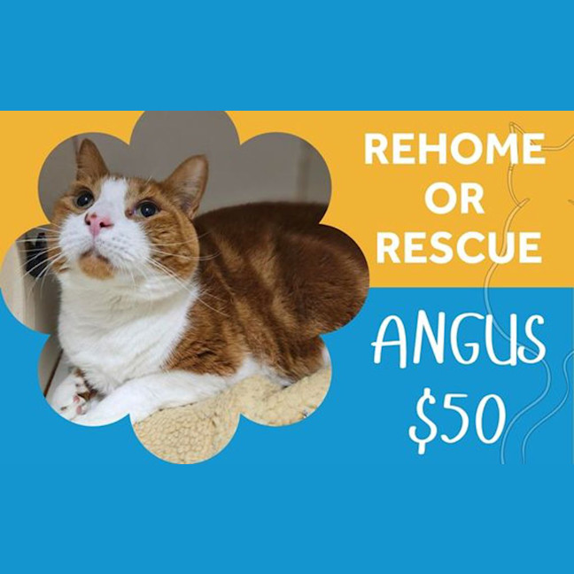 Photo of Angus