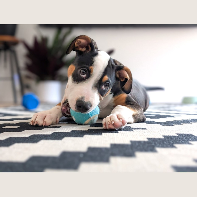 Photo of Romeo Foxtrot 