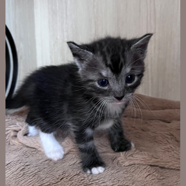 Photo of C1415 Parsley