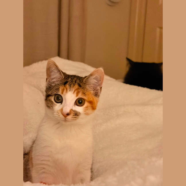Photo of Ziggy